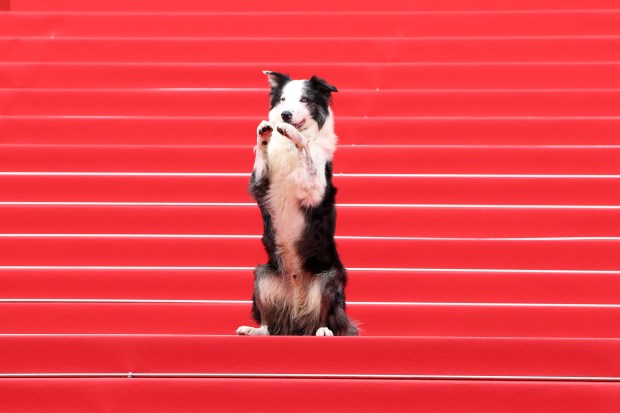 CANNES, FRANCE - MAY 14: Messi the dog attends "Le Deuxième Acte" ("The Second Act") Screening & opening ceremony red carpet at the 77th annual Cannes Film Festival at Palais des Festivals on May 14, 2024 in Cannes, France. (Photo by Pascal Le Segretain/Getty Images)
